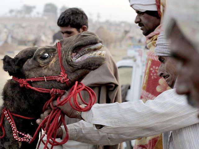 Camel herders pull their animals, bought from the fair, on to a truck for transporting them to their village from the Pushkar cattle fair, in Pushkar. Pushkar, located on the banks of Pushkar Lake, is a popular Hindu pilgrimage spot that is also frequented by foreign tourists for its annual cattle fair and camel races.