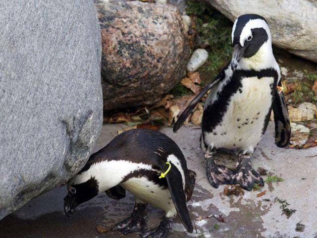 African penguins Pedro (R) and Buddy interact with each other at the Toronto Zoo in Toronto. The Toronto Zoo announced they will separate the penguins after zookeepers noticed behaviour denoting a gay relationship between the two, and pair them with females to help preserve the endangered species. (Reuters/Mark Blinch)