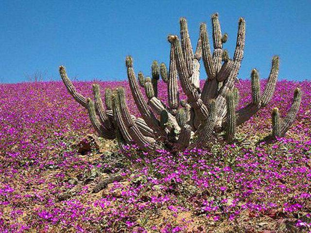 Flowers bloom on the desert in the Llanos de Challe national park, at the doors of the Atacama desert, 600 km north of Santiago. An exceptional year with a 50 mm rainfall helped the more than 200 species of autochthonous flowers, which don't grow elsewhere, 14 of them in risk of extinction, to spread out a colorful blanket over the world driest desert. AFP photo/Antoine Lassagne