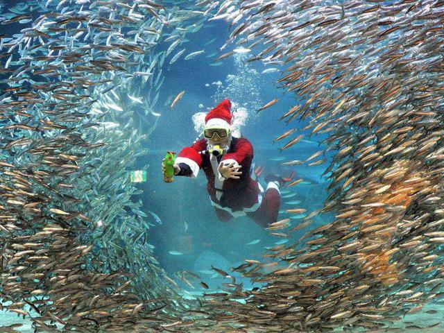A professional diver wearing a Santa Claus outfit swims in a tank during an event at the Coex Aquarium in Seoul.