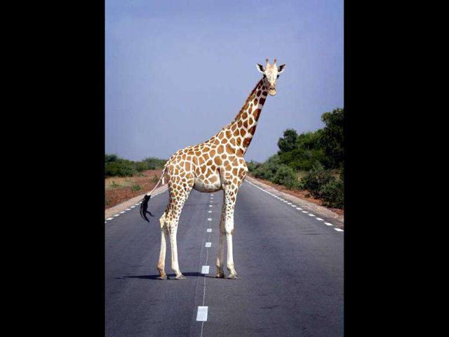 A giraffe pauses while crossing a road outside Niger's capital Niamey. (Reuters/Finbarr O'Reilly)