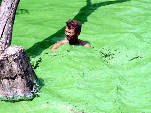 To an onlooker today, the water body seems filled with large swirls of green paint, but the problem of algae has been persistent since 2001. HT Photo by Jasjeet Plaha.