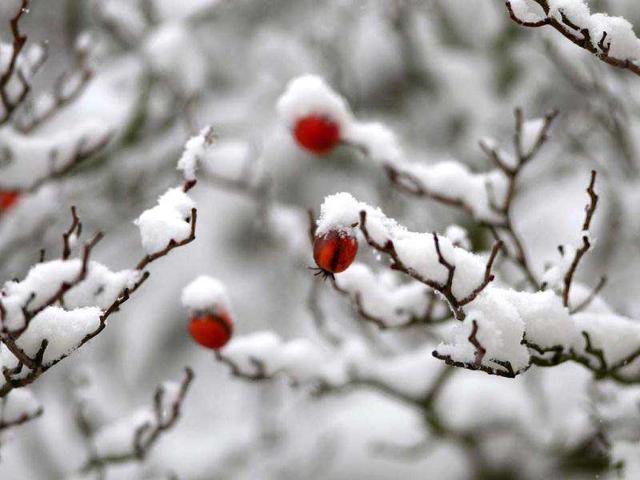 Branches of a tree still bearing some fruit are covered in snow in Gaiberg near Heidelberg, southwestern Germany. AFP Photo