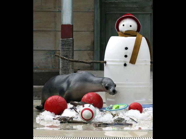 Seals sift through snow to find Christmas treat amongst toys placed at the bottom of a snowman during festive celebrations at Taronga Zoo in Sydney, Australia. (AP Photo)