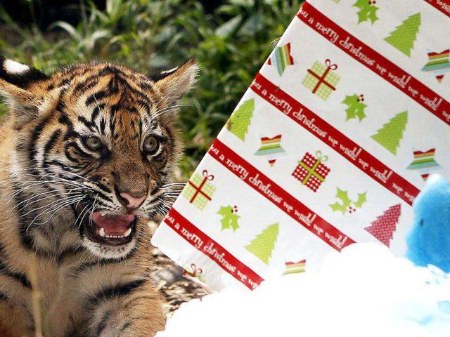 A tiger cub is seen near a Christmas treat left by zookeepers inside its enclosure at Taronga zoo in Sydney.