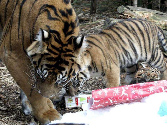 A Sumatran tiger cub and its mother play with treats left in their enclosure during festive celebration at Taronga Zoo in Sydney.