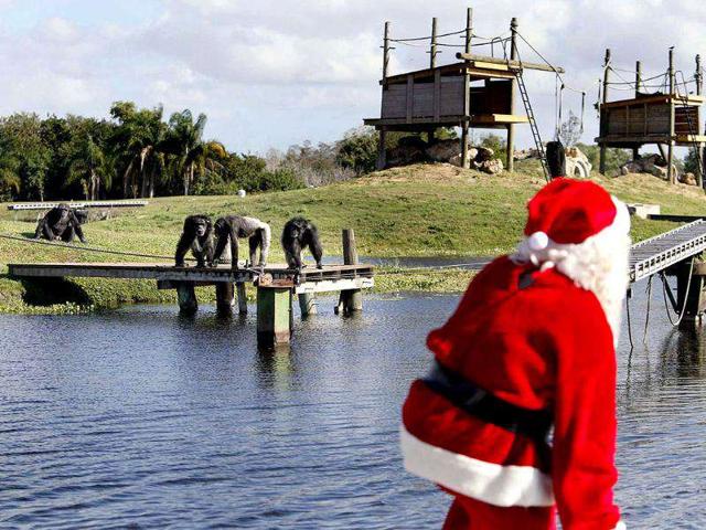 Excited chimpanzees race to meet Santa during Christmas with the Chimps at Lion Country Safari in Loxahatchee. (AP Photo/The Palm Beach Post, Lannis Waters)