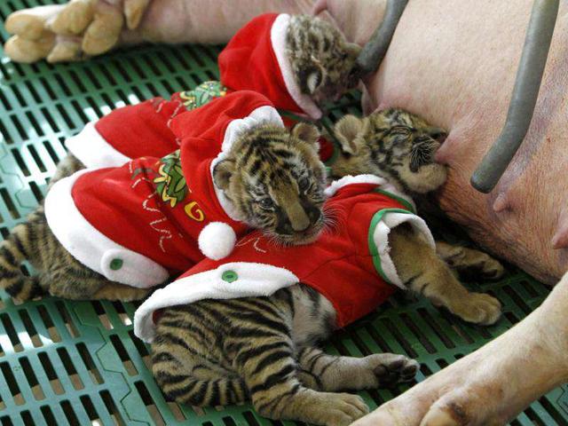 Tiger cubs dressed as Santa Claus suckle from a sow on Christmas Eve at the Sriracha Tiger Zoo in Thailand's Chonburi Province, about 100 km (62 miles) east of Bangkok.