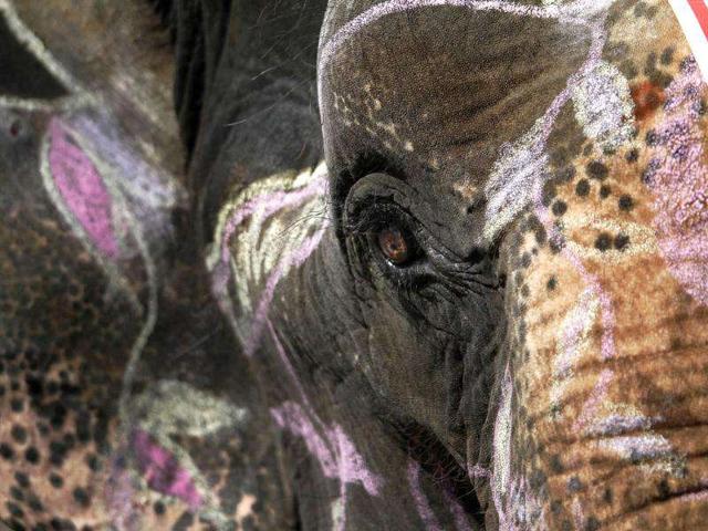 An elephant is decorated during the elephant festival in Sauraha, Chitwan, Nepal. (AP Photo/Niranjan Shrestha)