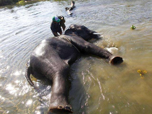 A Nepalese mahout baths an elephant before taking part in the elephant festival in Sauraha, Chitwan, Nepal. (AP Photo/Niranjan Shrestha)