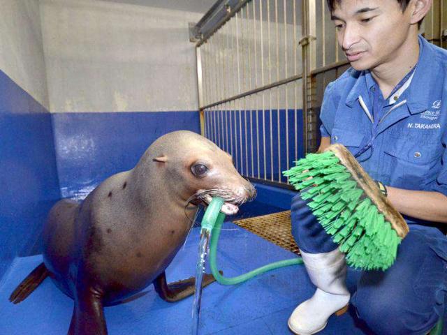 Female sea lion Sarasa helps a trainer to clearn her room at the Shinagawa Aquastadium aquarium in Tokyo. The aquarium is carrying out year-end general cleaning of their facilities. AFP Photo / Yoshikazu Tsuno