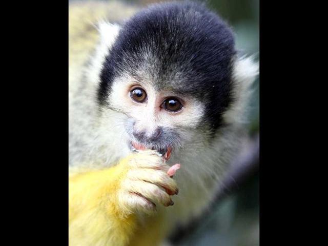 A squirrel monkey eats as he is counted at London Zoo in London. AP Photo