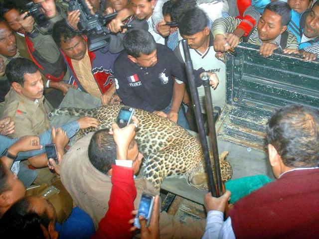 A leopard rescued by Assam forest guards from a residential area at Silpukhari in Guwahati. Agency photo