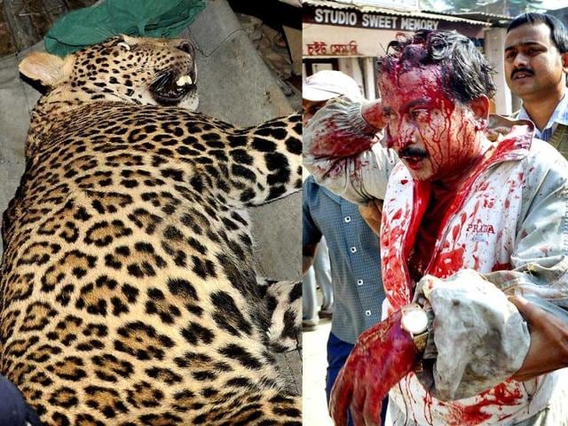 Leopard-in-Meerut-Chahat-HT-photo Leopard-in-Meerut-Chahat-HT-photo
