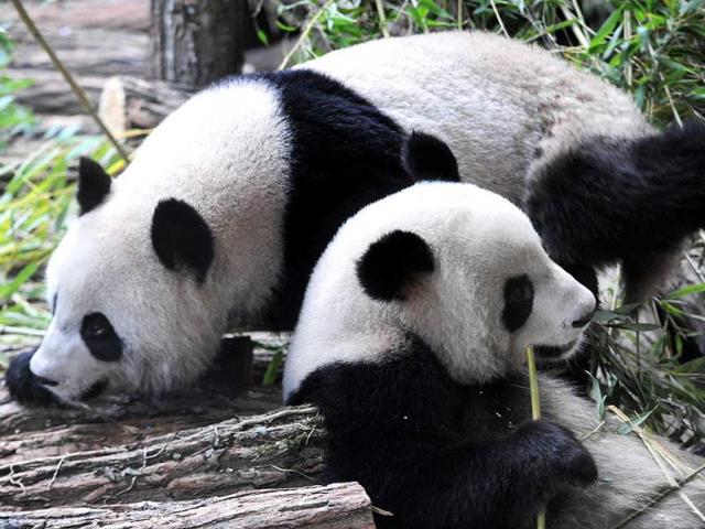 Huan Huan and Yuan Zi, two Chinese pandas are seen in their enclosure at Beauval zoo in Saint-Aignan central-western France. The animals left their breeding centre in southwestern China for a 10-year stay in France, on a loan sealed after years of top-level negotiations. AFP photo /Alain Jocard