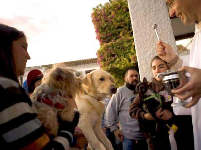A priest blesses dogs in Churriana, near Malaga on Saint Anthony's Day. Dogs, cats, rabbits and even turtles, many dressed in their finest, trooped into churches across Spain for blessings. AFP Photo/Jorge Guerrero