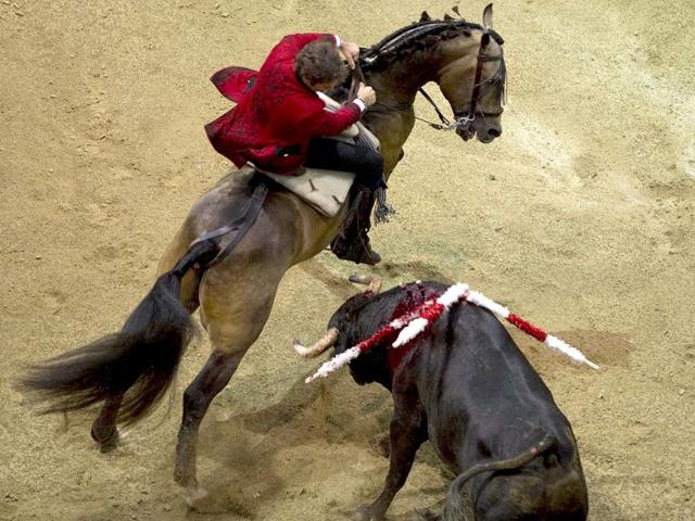 Spanish mounted bullfighter Pablo Hermoso de Mendoza makes his performance with a bull during a bullfight at La Macarena bullring in Medellin, Antioquia deparment, Colombia. (AFP photo/Raul Arboleda)