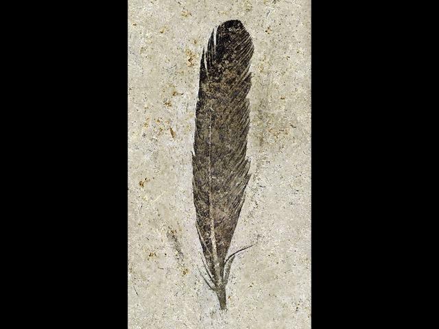 An-undated-handout-picture-from-the-Berlin-museum-of-Natural-Nistory-shows-a-fossil-wing-feather-which-has-unlocked-the-secrets-of-color-and-flight-potential-of-the-iconic-dinosaur-Archaeopteryx-AFP-Photo An-undated-handout-picture-from-the-Berlin-museum-of-Natural-Nistory-shows-a-fossil-wing-feather-which-has-unlocked-the-secrets-of-color-and-flight-potential-of-the-iconic-dinosaur-Archaeopteryx-AFP-Photo