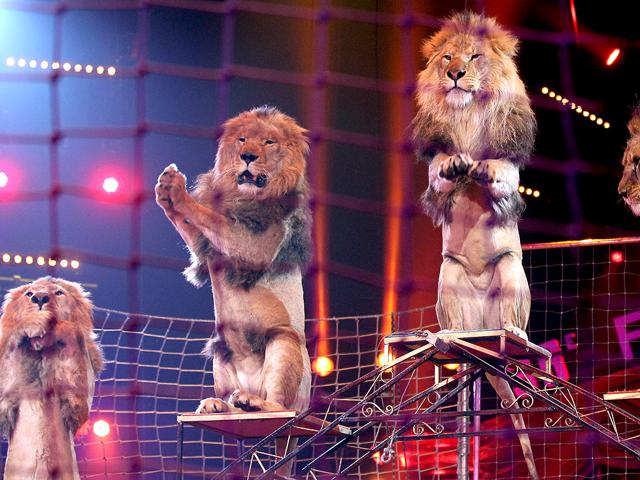 Lions of Vladislav Goncharov perform during the awards ceremony for the 36th Monte-Carlo International Circus Festival in Monaco. The International Circus Festival will take place from January 19 to January 29, 2012. AFP Photo/Valery Hache
