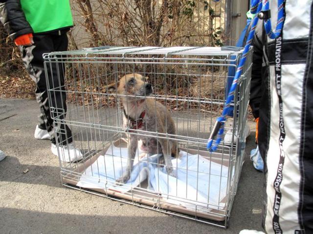 Dogs and cats that were abandoned after last year's nuclear crisis have had to survive high radiation and a lack of food, and they are now struggling with the region's freezing winter weather. A 9.0-magnitude earthquake and massive tsunami on March 11 triggered the world's worst nuclear accident in 25 years and forced residents around the Fukushima Daiichi nuclear power plant to flee, with many of them having to leave behind their pets. (Reuters)