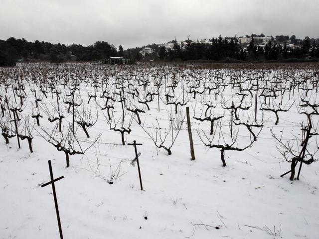 A snow covered vineyard is seen in northern Athens. Snowfall and frost were reported in most parts of Greece for third day as European cold snap death toll rises to 71 people. AP Photo/Thanassis Stavrakis