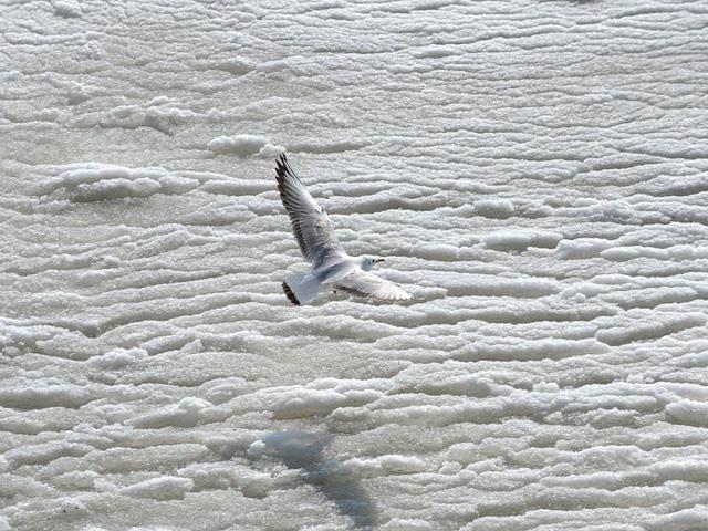 A seagull flies over a frozen Black Sea waters in Constanta, 230 kms east from Bucharest. Temperatures plunged to minus 34 Celsius in central Romania. AFP Photo/ Daniel Mihailescu