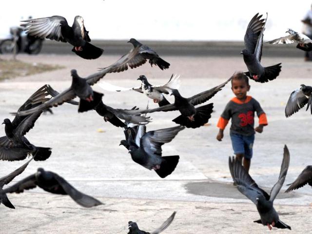 A child looks at doves at the Republic Square in the Maldivian capital Male a day after opposition protests led to the resignation of president Mohamed Nasheed. AFP