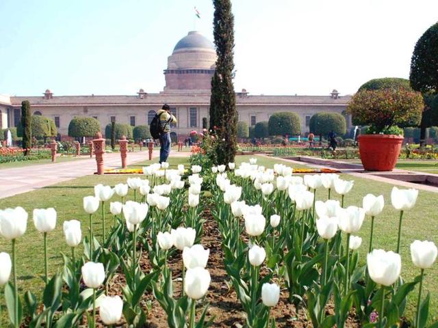 White tulips bloom at the Mughal Garden of Rashtrapati Bhavan in New Delhi.