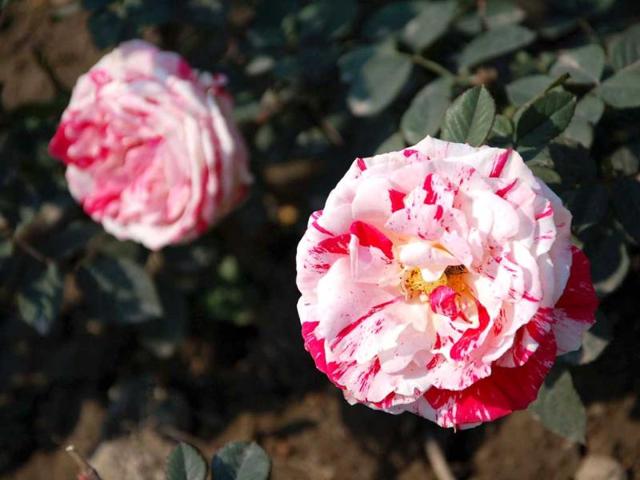 Colourful flowers in full bloom at the Mughal Garden at Rashtrapati Bawan which will be thrown open to the public from February 10.