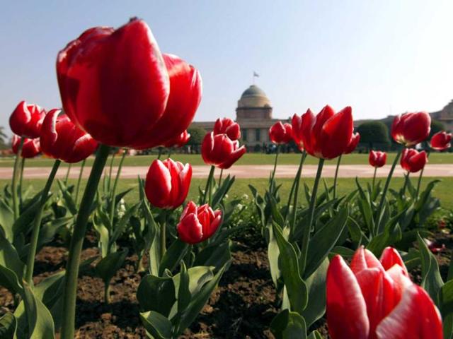 Tulip flowers are seen, with Rashtrapati Bhavan as the backdrop, at Mughal Gardens in New Delhi. AP Photo/Saurabh Das