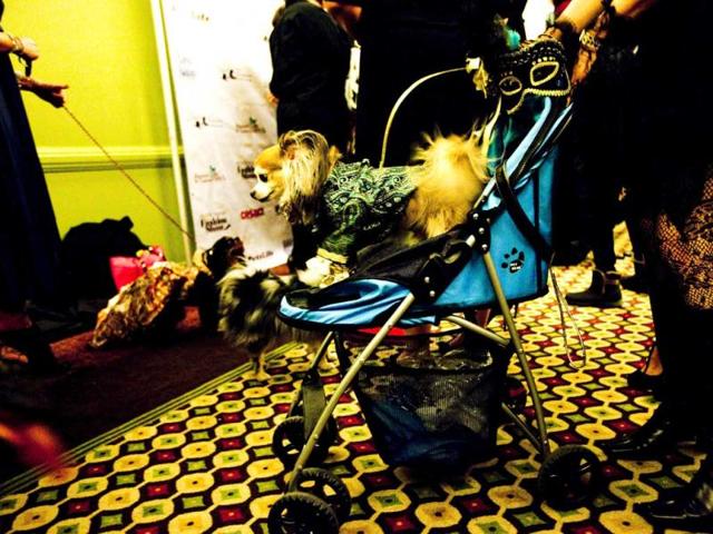A dog rides in a stroller at the pre-Westminster Fashion Show at Hotel Pennsylvania ahead of next week's Westminster Kennel Club Dog Show in New York City. AFP/Michael Nagle