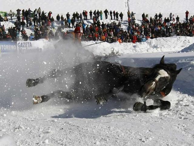A horse falls down as it pulls a skier during the "Kumoterki" race in Bukowina Tatrzanska, near Zakopane in southern Poland. The "Kumoterki" race, which marks the end of the annual Highlanders' Festival, is a competition involving riders, two on every sledge, pulled by horses.(Reuters)