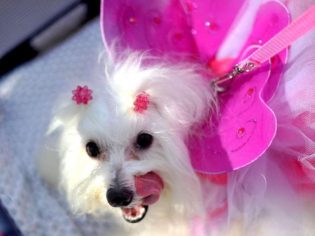 A dog in a pink dress and accessories takes part in the animal carnival parade at Copacabana beach in Rio de Janeiro, Brazil. AFP photo/Christophe Simon