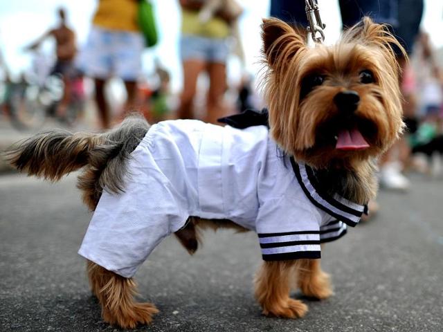 A fancy dressed dog takes part in the animal carnival parade at Copacabana beach in Rio de Janeiro, Brazil. AFP photo/Christophe Simon