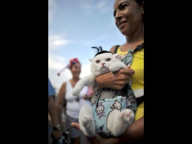 A cat dressed in a fancy costume with its owner at the animal carnival parade at Copacabana beach in Rio de Janeiro, Brazil. AFP photo/Christophe Simon