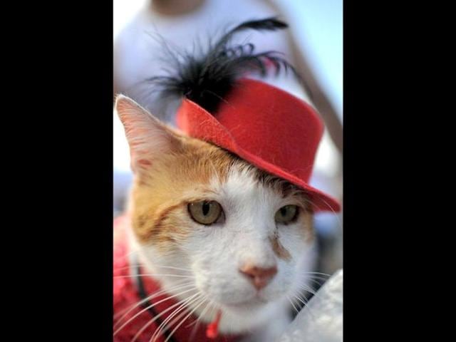 The Stray Kitty Party Hindustan Times This is the only place where you can seek cats for sale or buy kittens for sale online contact us if you really want to check our adorable cats for sales in delhi ncr, mumbai, bangalore, pune, etc.