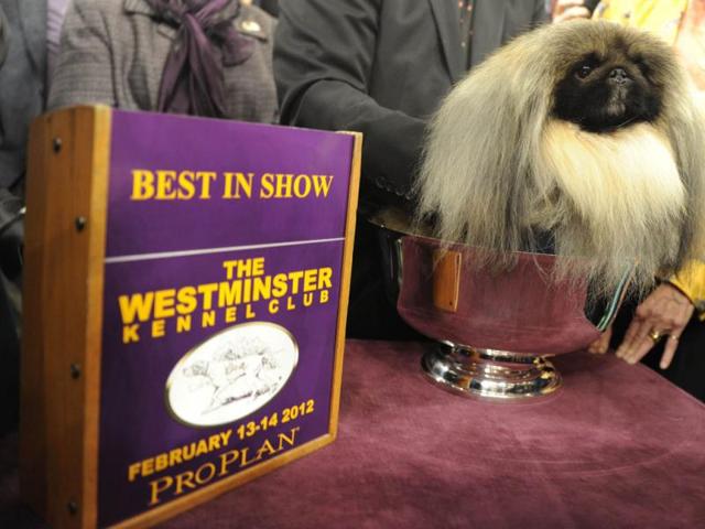 Malachy, a Pekingese, after winning Best in Show during the 136th Westminster Kennel Club Annual Dog Show held at Madison Square Garden. AFP Photo/ Timothy A Clary