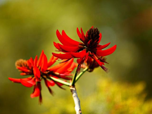 Beautiful blossomed flowers captured during the flower show at Garden of Five Senses in New Delhi. HT Photo/Jasjeet Plaha