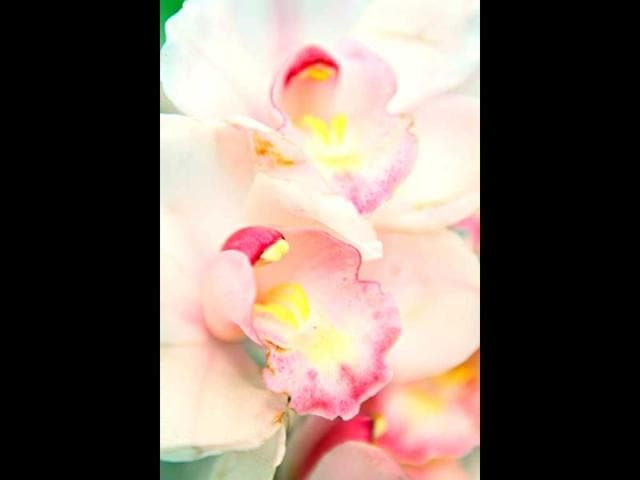 Beautiful blossomed Orchid's captured during the flower show at Garden of Five Senses in New Delhi. HT Photo/Jasjeet Plaha