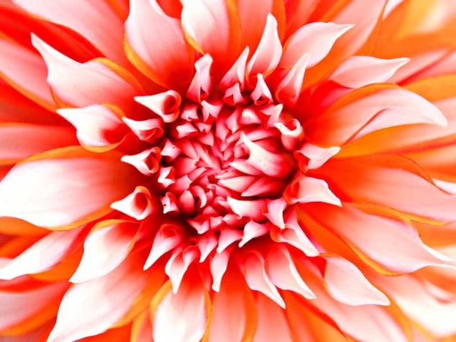 A Dahlia flower captured during the flower show at Garden of Five Senses in New Delhi. HT Photo/Jasjeet Plaha