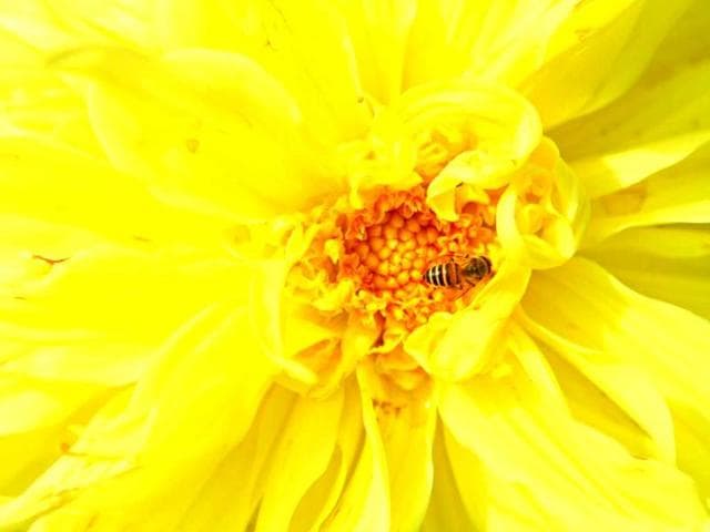 A yellow Dahlia flower captured during the flower show at Garden of Five Senses in New Delhi. HT Photo/Jasjeet Plaha