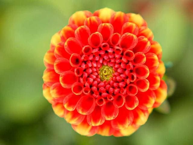 Beautiful blossomed flowers captured during the flower show at Garden of Five Senses in New Delhi. HT Photo/Jasjeet Plaha