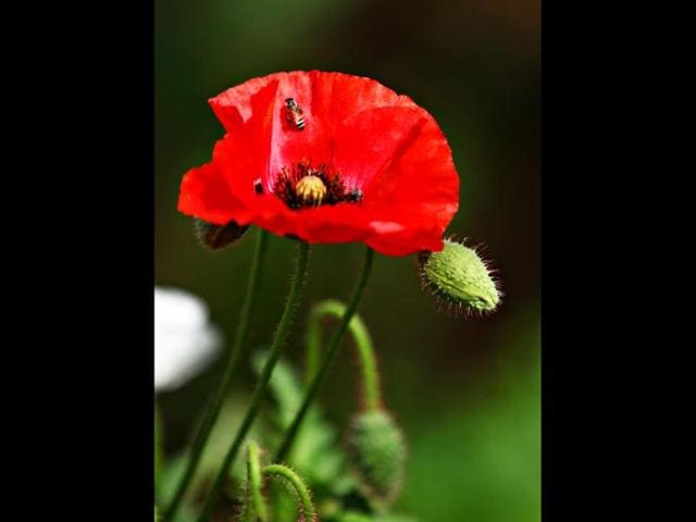 A red poppy captured during the flower show at Garden of Five Senses in New Delhi. HT Photo/Jasjeet Plaha