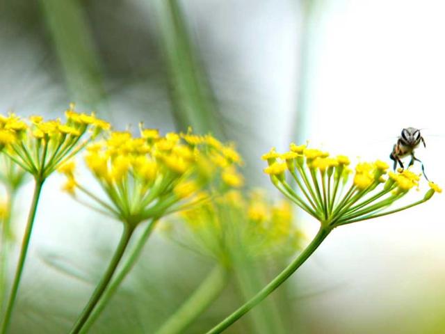 A wild parsnip captured during the flower show at Garden of Five Senses in New Delhi. HT Photo/Jasjeet Plaha