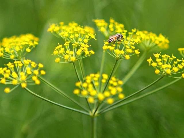 Wild parsnips captured during the flower show at Garden of Five Senses in New Delhi. HT Photo/Jasjeet Plaha