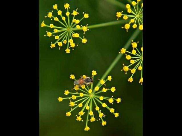 Beautiful blossomed wild parsnips captured during the flower show at Garden of Five Senses in New Delhi. HT Photo/Jasjeet Plaha