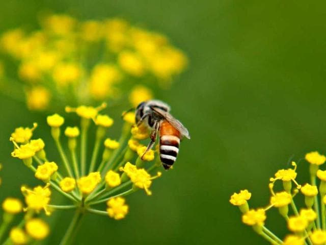 A bee hovering over a wild parsnip captured during the flower show at Garden of Five Senses in New Delhi. HT Photo/Jasjeet Plaha