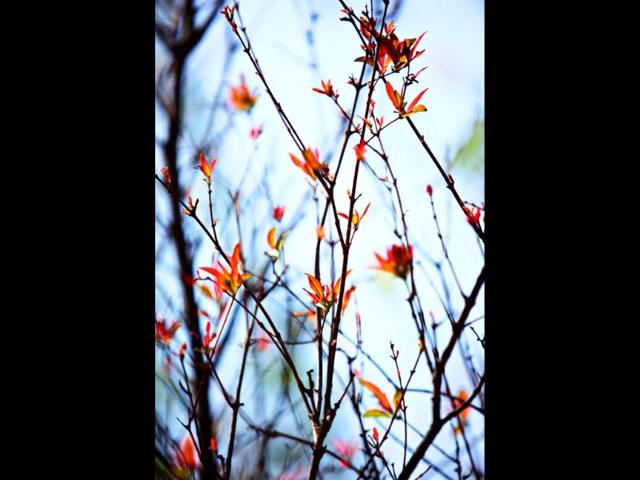 Beautiful flowers captured during the flower show at Garden of Five Senses in New Delhi. HT Photo/Jasjeet Plaha