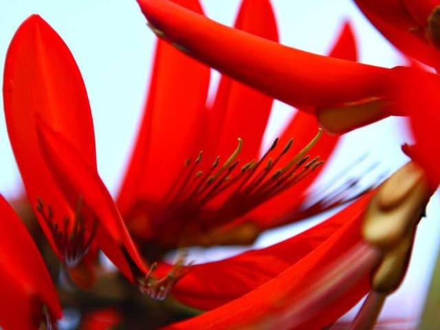 Beautiful blossomed flowers captured during the flower show at Garden of Five Senses in New Delhi. HT Photo/Jasjeet Plaha