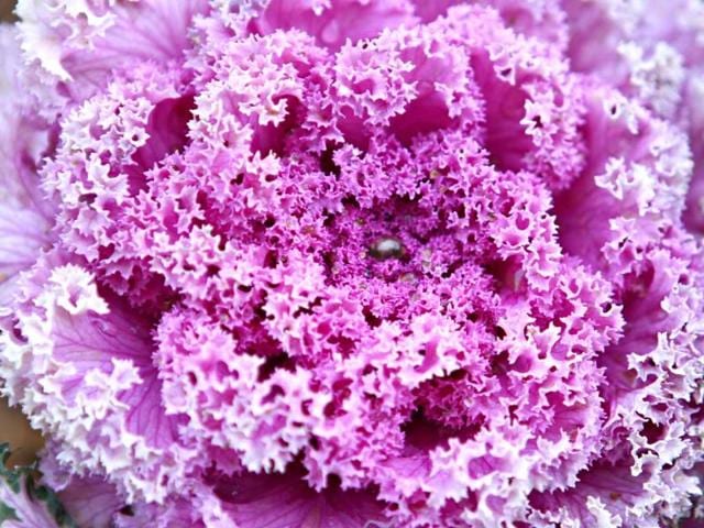 Beautiful flowers captured during the flower show at Garden of Five Senses in New Delhi. HT Photo/Jasjeet Plaha